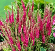 Veronica spicata rotfuchs 1 - spicata,