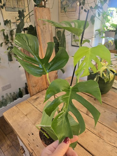 Monstera deliciosa sierrana - deliciosa, 'sierrana'