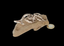 Taxidermy Tiny Corn Snake