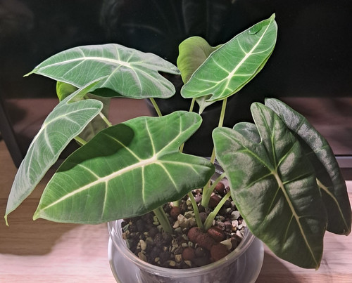 Alocasia frydek dark - frydek, green