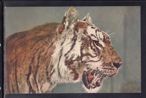 Siberian tiger postcard - siberian,