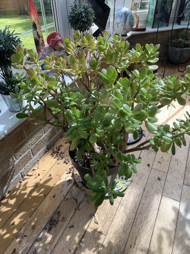 Giant lucky money - jade, plant