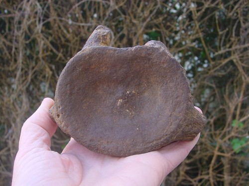 Rare large kimmeridgian - large,