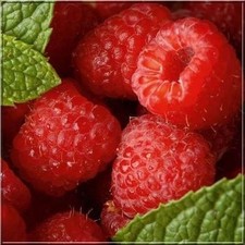 3 'Malling Promise' Red Raspberry Bushes / Cane, Rubus Idaeus, Tasty Fruit