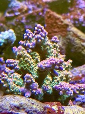 Acropora Coral - Rainbow Loom