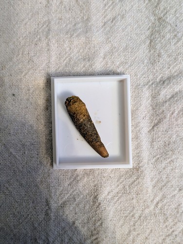 Pterosaur tooth sirrocopteryx - pterosaur,