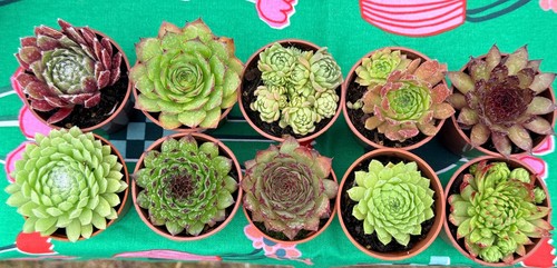 Mixed sempervivum succulent - sempervivum,