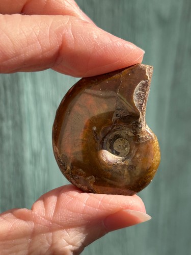 Ammonite fossil - ammonite, (16)