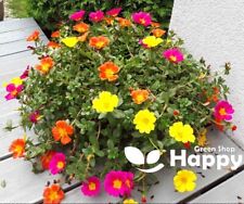 MOSS ROSE SINGLE 3000 SEEDS - Portulaca grandiflora - Rockery Flower