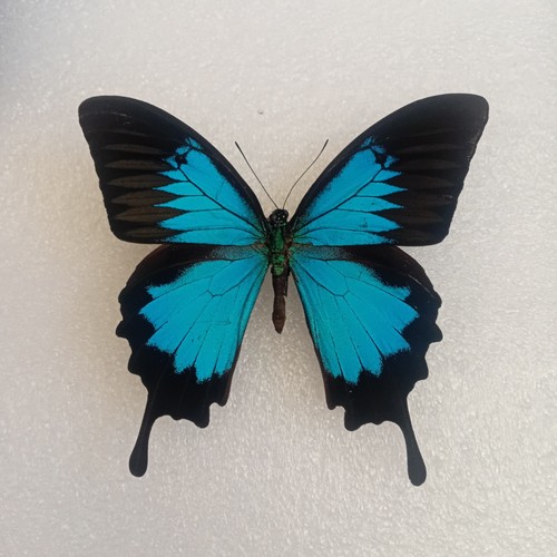 Papilio ulysses - papilio, ulysses,