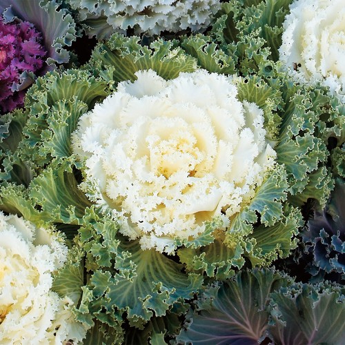 Ornamental cabbage nagoya - ornamental,