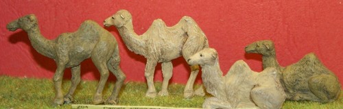 Circus zoo camels sitting - zoo,