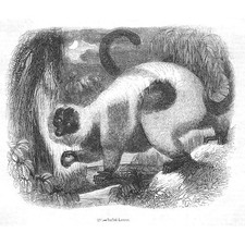 Ruffed Lemur - Antique Print 1856