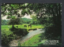 Hampshire Postcard - Ponies