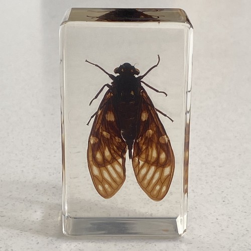 Cicada insect resin block - in,
