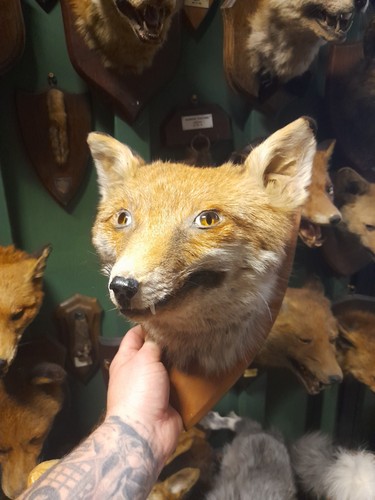 Taxidermy fox mask head mount - taxidermy,