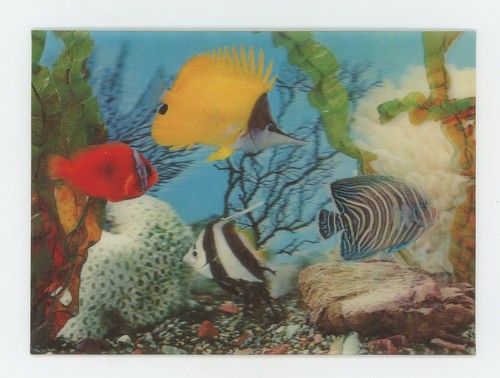 Fish aquarium 1960 - fish, in