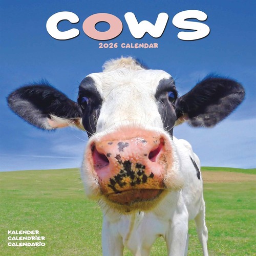 Cows calendar 2026 wall - calendar,