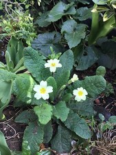 Primula vulgaris Wild Primrose native  Plug Plant