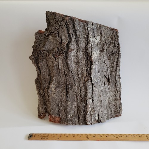 White oak bark - white, slab