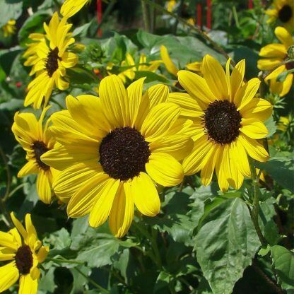 Sunflower piccolo - sunflower, stella)