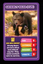 1 x info card Baby Animal Grizzly Bear cub ≠ R016