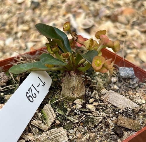 Euphorbia ramena caudex - ramena,