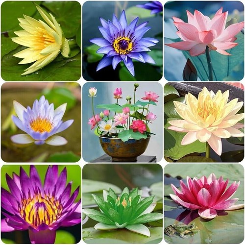 Pcs mix bonsai bowl - pcs,