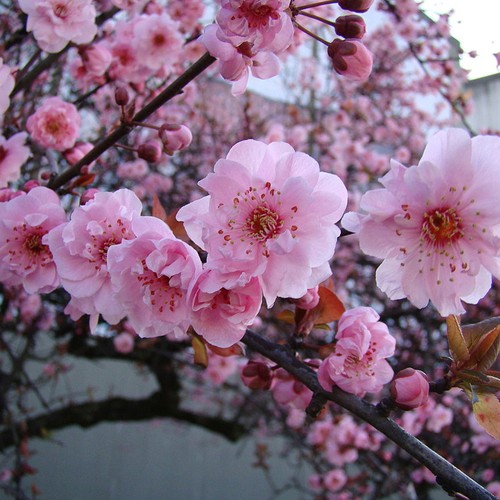 Prunus blireana flowering - prunus, |