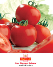 15 x TOMATO 'AILSA CRAIG'