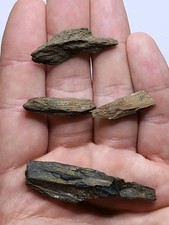 4 Marine Dinosaur Age Fossils