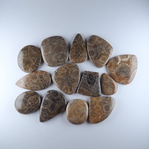 Freeform fossil coral - freeform,