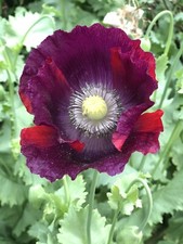 Laurens Grape Poppy Seeds -