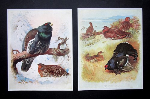 Archibald thorburn two - , 7.8"x