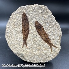 Knightia alta fish fossil in matrix, usa, eocene, uk seller