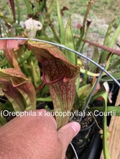 Sarracenia (oreophila X