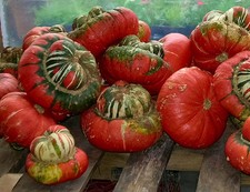 FLOWER GOURD TURKS TURBAN 25 SEEDS - UNUSUAL