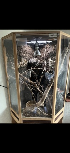 Arboreal reptile vivarium with - vivarium,