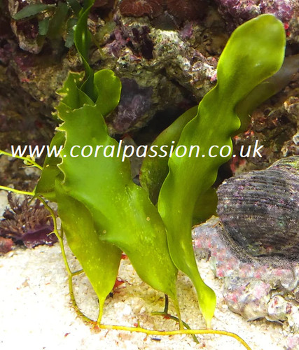 Caulerpa prolifera live - caulerpa,