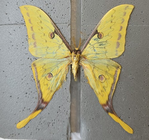Actias sinensis moth - ,