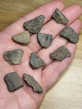 10x Turtle Fossil Bones And