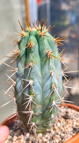 Browningia hertlingiana - browningia,
