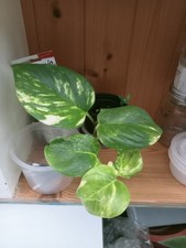 Devils ivy Indoor Plant.