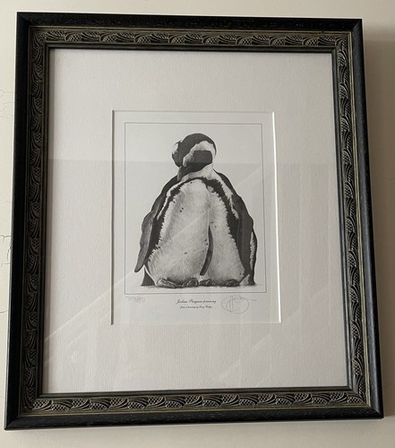 Jackass penguins preening by - penguins,