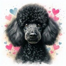Luxury black poodle birthday - luxury,