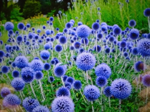 Echinops blue globe - echinops, (globe