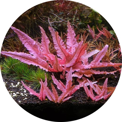 Cryptocoryne flamingo vitro - cryptocoryne,