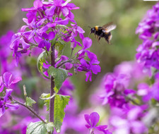 Lunaria honesty live plants - live,