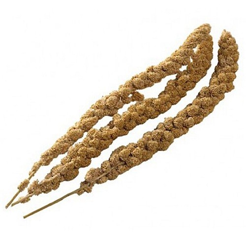 Bucktons millet spray tropical - millet,
