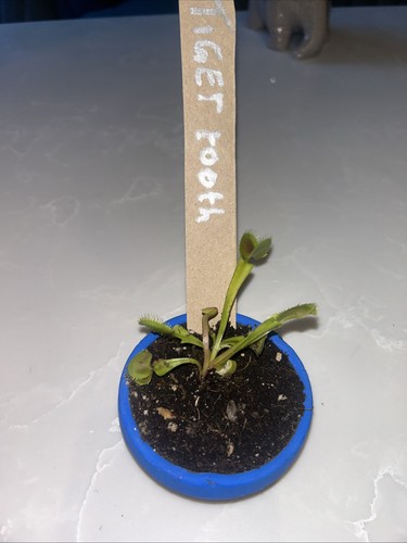 Tiger tooth venus fly trap - tooth,